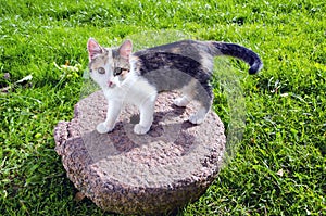 Young cat on old millstone