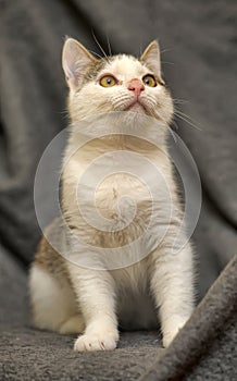 young cat with a peeled nose