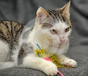 young cat with a peeled nose