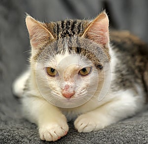 young cat with a peeled nose