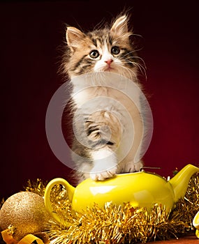 Young cat playing with christmas ornaments