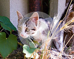 Young cat playing in the garden