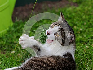 Young cat on lawn playing with spread claws