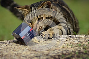 A young cat is playing with a toycar photo