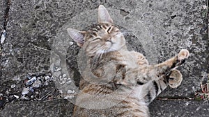 Young cat purr and nap laying on grunge cement pavement and move head