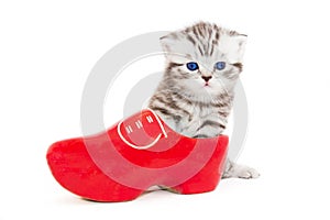 Young cat in red shoe