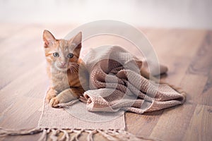 Young cat resting on blanket