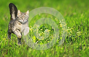 A young cat runs gracefully across a green bright meadow with flowers on a Sunny clear spring day