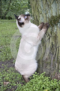 young cat Siamese type ,Mekong bobtail trying to climb a tree