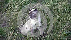 Young cat,Siamese type ,Mekong bobtail walks in a grass