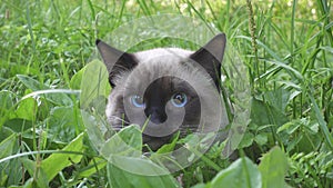 Young cat,Siamese type  walks in a grass