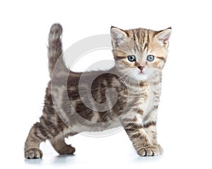 Young cat side view looking directly to camera isolated on white photo