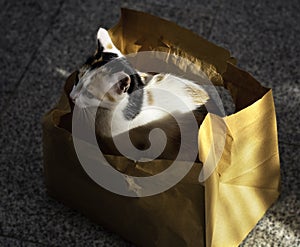 Young cat sitting in a damaged paper bag