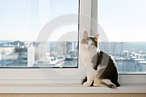 Young cat sitting on window sill