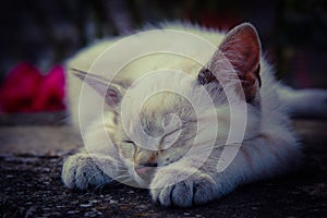 Young cat sleeping