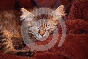 Young cat sleeping
