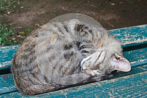 Young cat sleeping on a bench