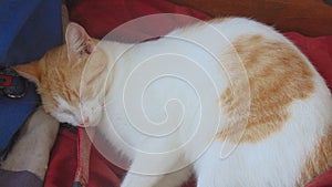 A young cat is sleeping