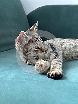 Young cat with a striped coat lounges gracefully on a teal sofa, its gaze distant yet attentive.