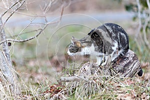 Young cat with tiger pattern fur on a green grass
