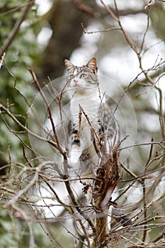Young cat with tiger pattern fur on a green grass