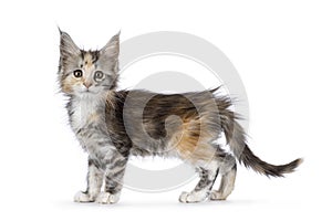 Young cat on white background