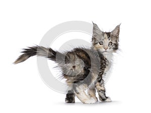 Young cat on white background