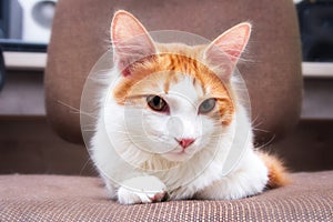 Young cat white and ginger colour at home. The calm cat lies on chair. Lovely home pet