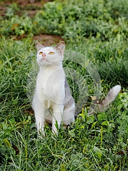 A young cat with white and gray fur sits in the garden on the grass and looks up