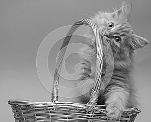 Young cat in a wicker basket on a black and white photo