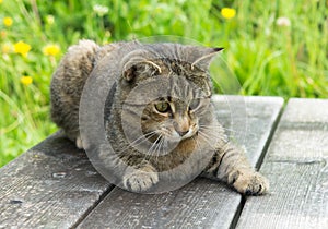 Young Cat on wooden bench in grass