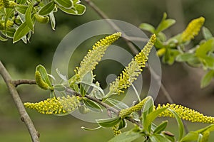 Young catkins and leafs of a white willow tree photo