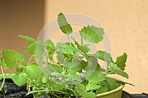 Young catnip plants in flower pot outdoors