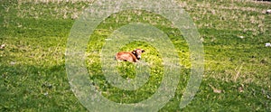 Young cattle on a green grass