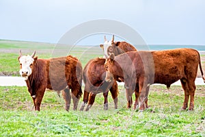 Young cattle on green meadow