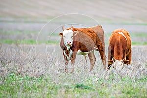 Young cattle on green meadow