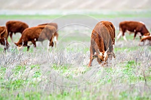 Young cattle on green meadow