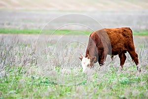 Young cattle on green meadow