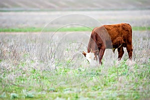 Young cattle on green meadow