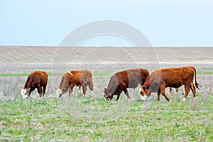 Young cattle on green meadow