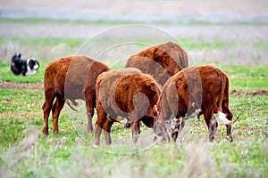 Young cattle on green meadow