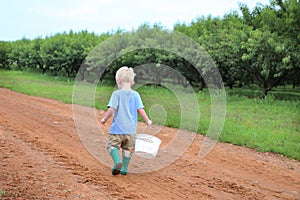 Young caucasian boy collecting berries in a peach orchard walking down a dirt road alongside the peach trees