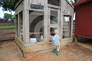 Young caucasian boy looking through the fencing of a chicken coop