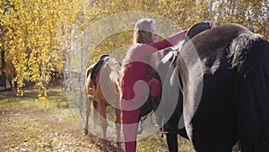 Young Caucasian brunette woman saddling black graceful horse in the autumn forest. Professional female equestrian