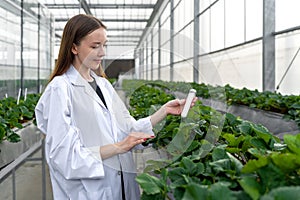 Young caucasian female fruit researcher in white gown holding Urea in PET preform bottle while working in indoor strawberries farm