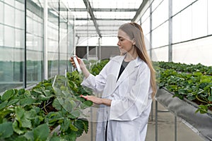 Young caucasian female fruit researcher in white gown holding Urea in PET preform bottle while working in indoor strawberry farm