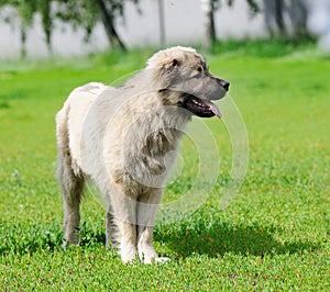 Young Caucasian Shepherd