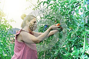 Young caucasian woman in a greenhouse picking some red tomatoes and greenery wearing a face mask. Subsistence agriculture
