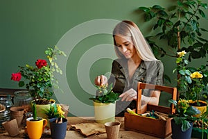 Young Caucasian woman hold pot take care of green plant in office or home fertilize enrich ground, millennial female water