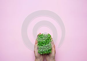 Young Caucasian Woman Holding in Hand Pot with Fresh Green Sprouts of Water Cress on Pastel Pink Background. Gardening Health